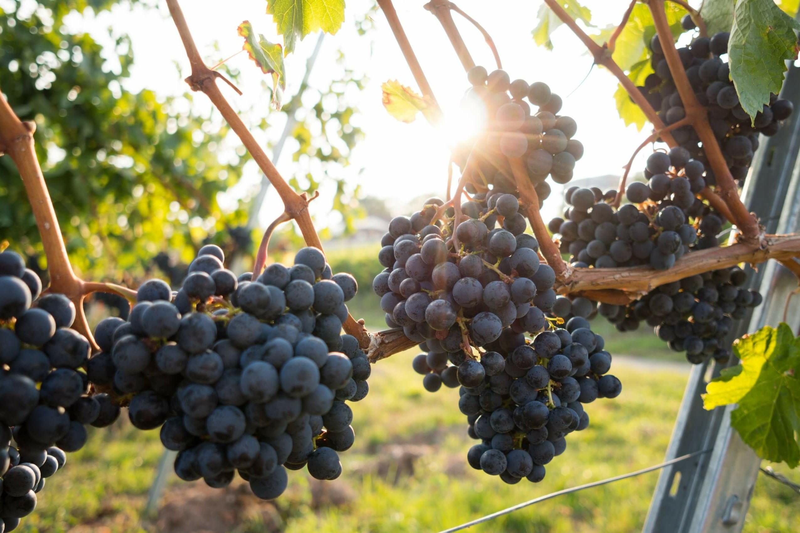 vinproduksjon, Klimaendringenes påvirkning på vinproduksjon, Veien til vin