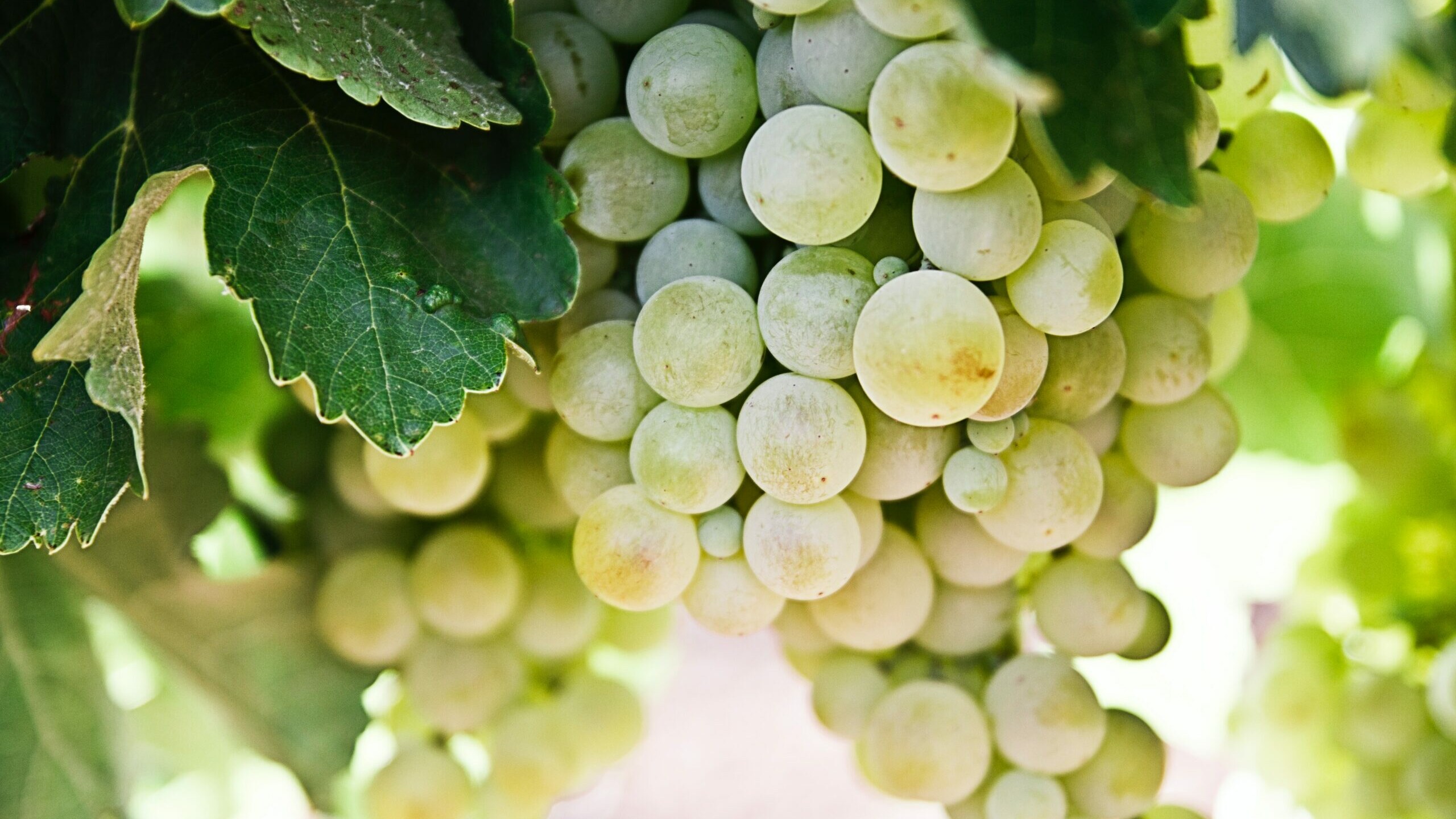 hvitvin, Hvitvin | Historie, Typer og Farger, Veien til vin